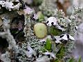 Wistman's Wood Moss and Lichen 9